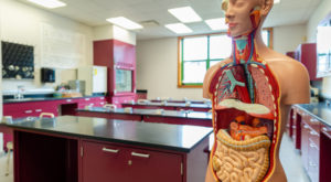 A science classroom with a medical model.