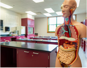 A science classroom with a medical model.