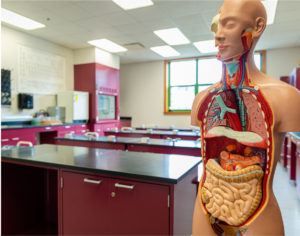 A science classroom with a medical model.