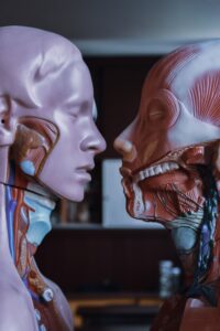 Two mannequins with accurate medical anatomy facing one another.